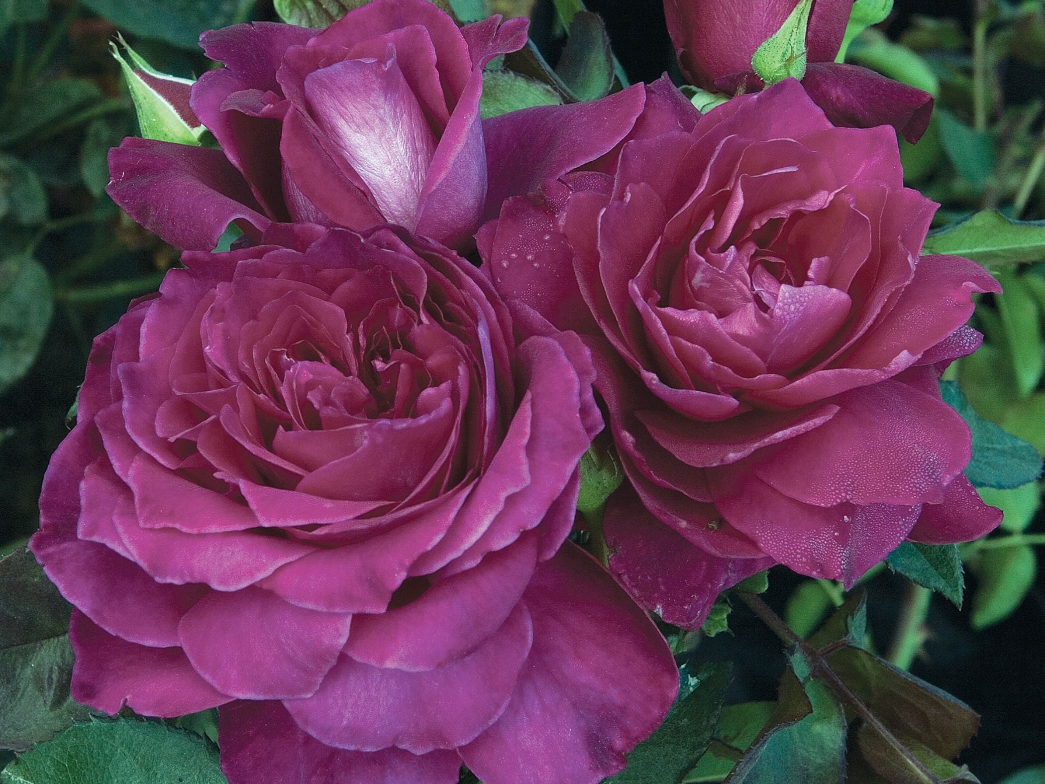 Rosa 'Intrigue'