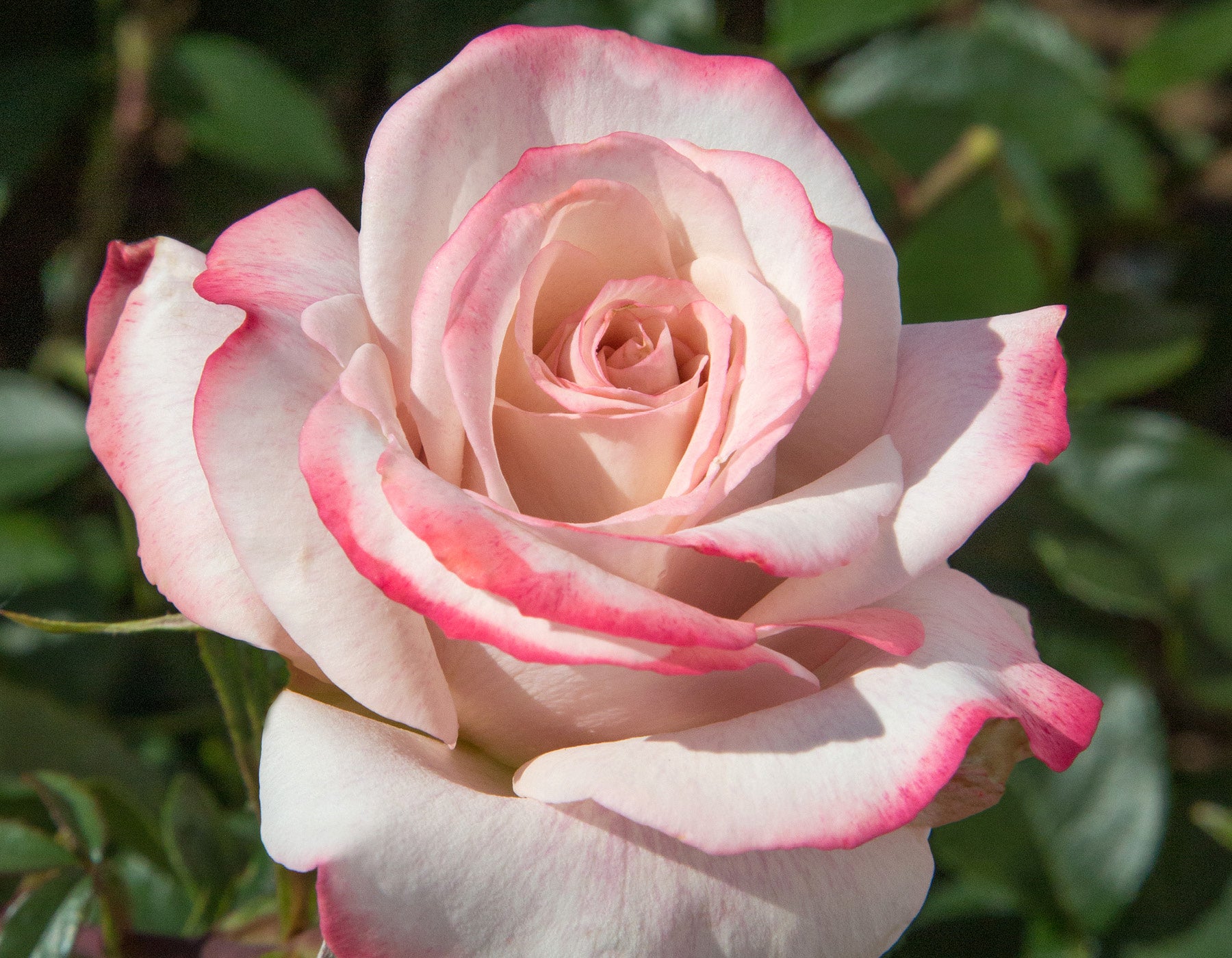 Rosa ‘Pinkerbelle’