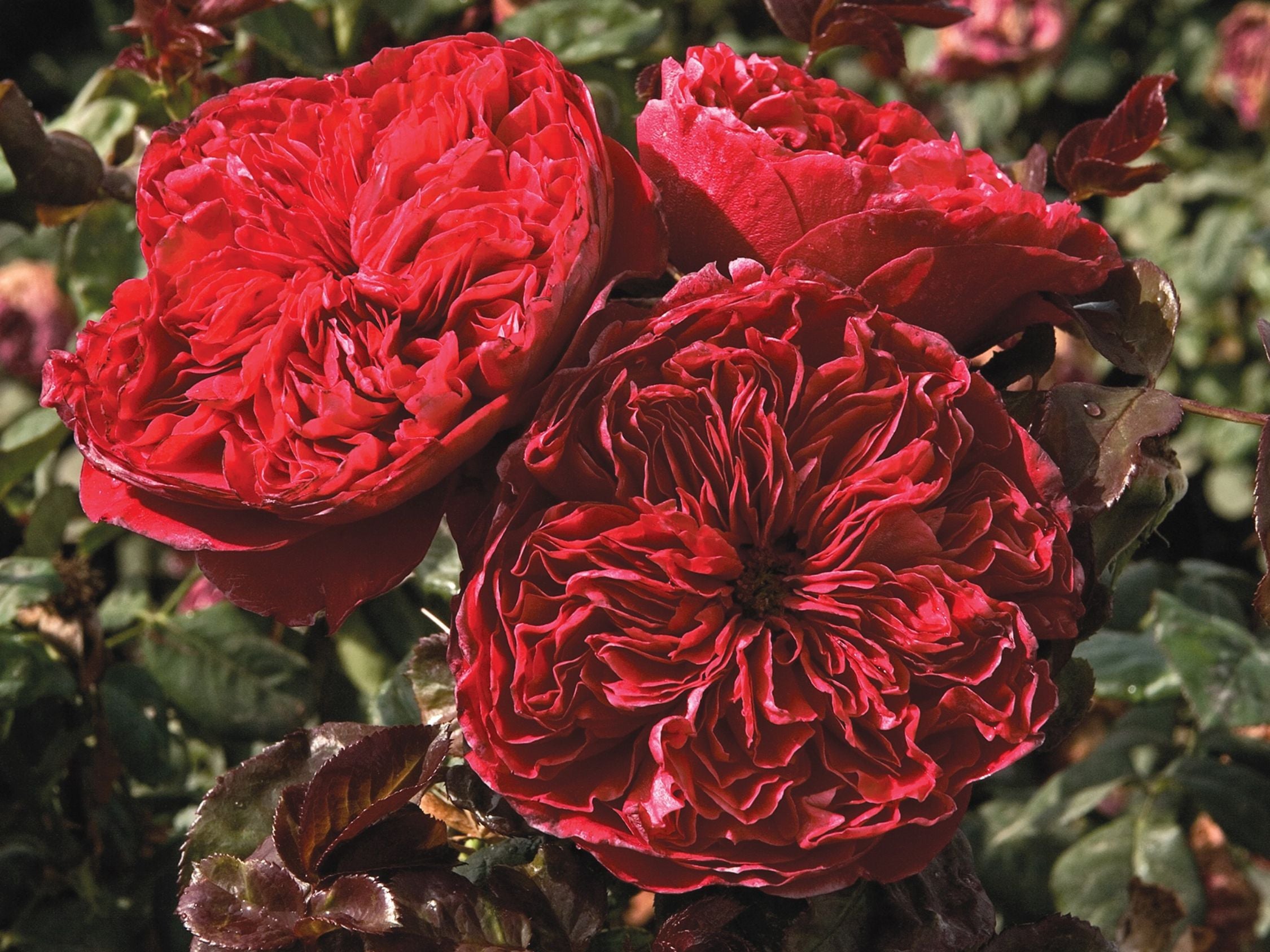 Rosa 'Rouge Royale'