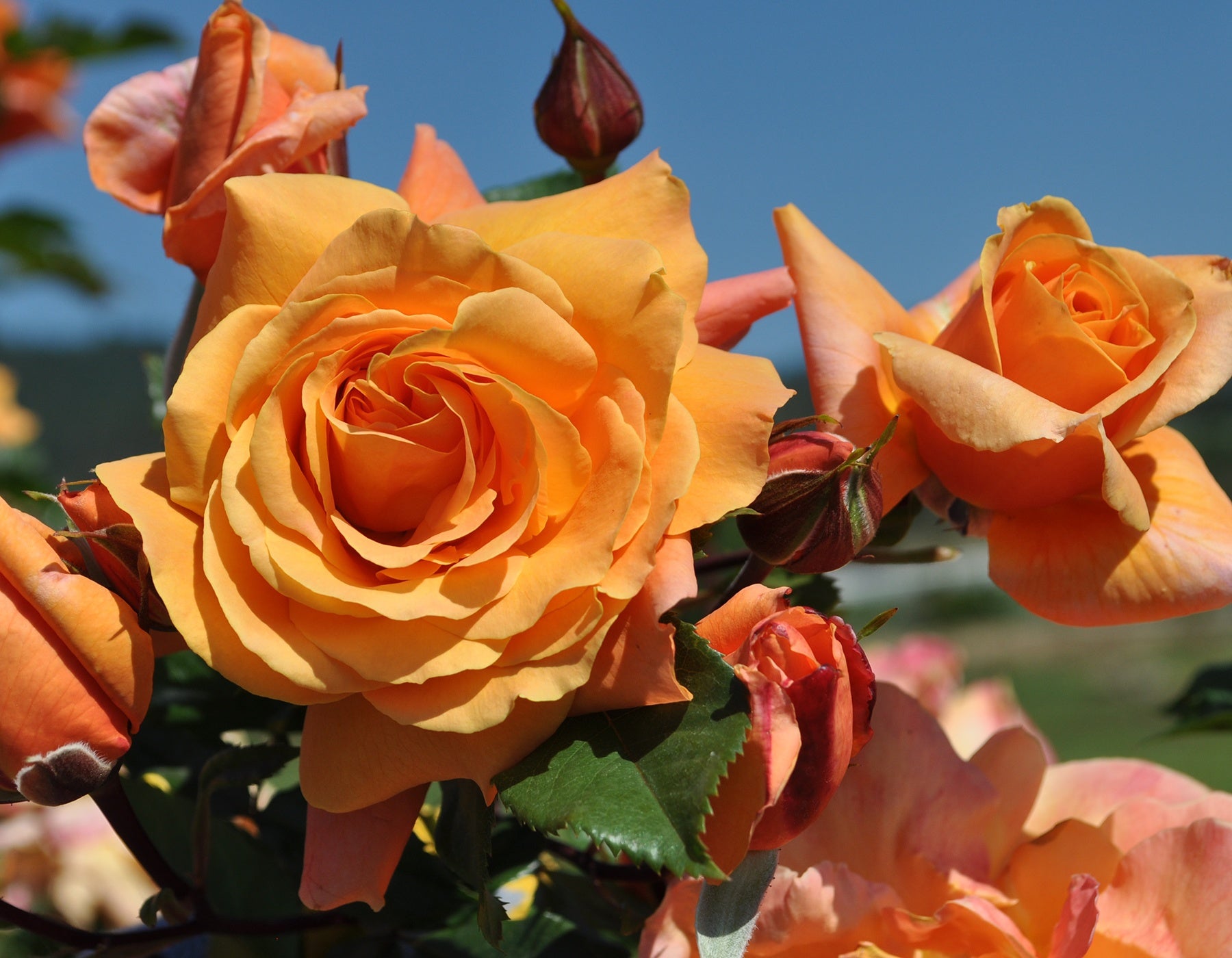 Rosa ‘Tangerine Skies Arborose’