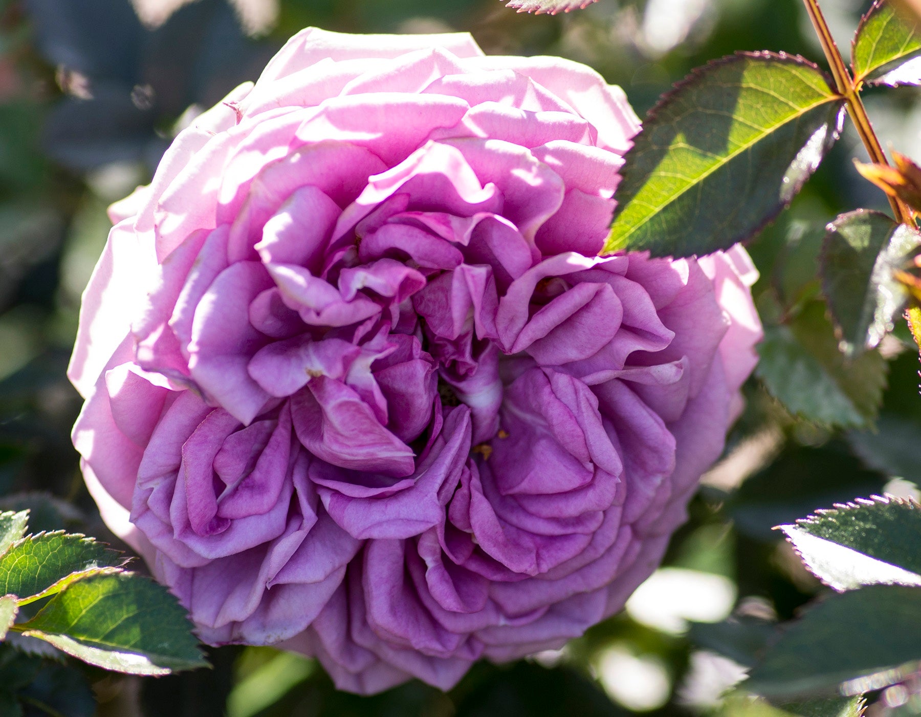 Rosa ‘Veranda Lavender’
