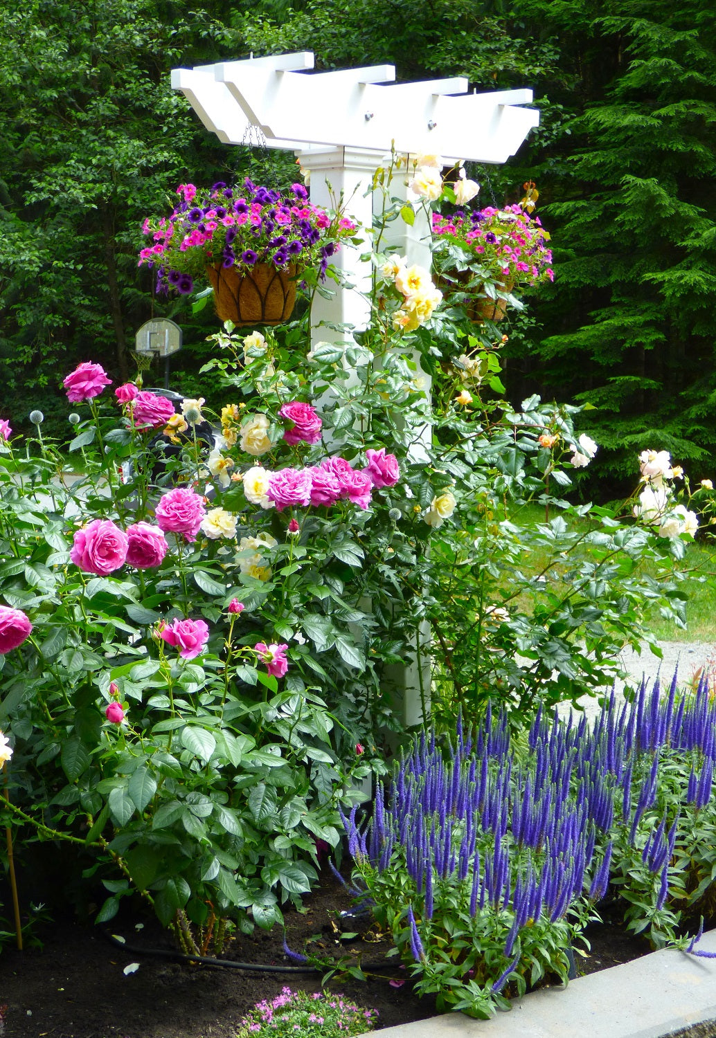Rose Arbor Garden