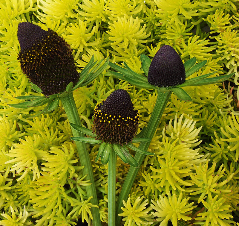 Rudbeckia 'Black Beauty'