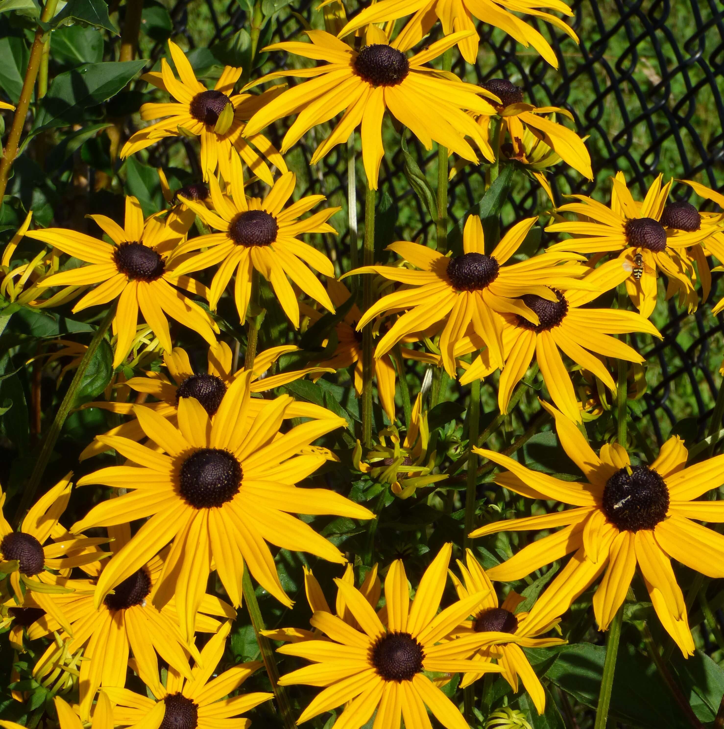 Black-Eyed Susan