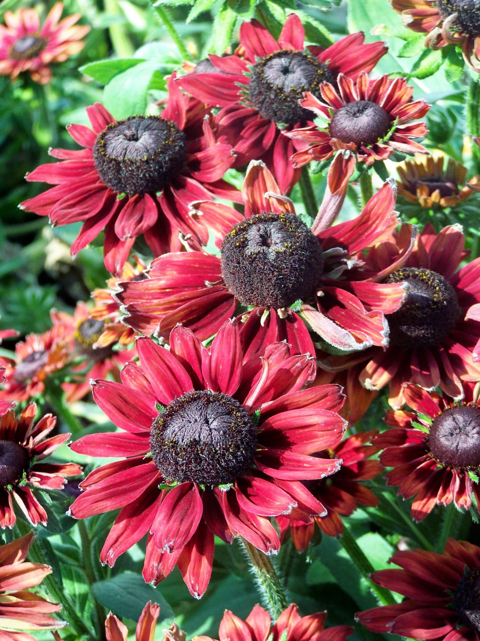 Gloriosa Daisies (Rudbeckia hirta)