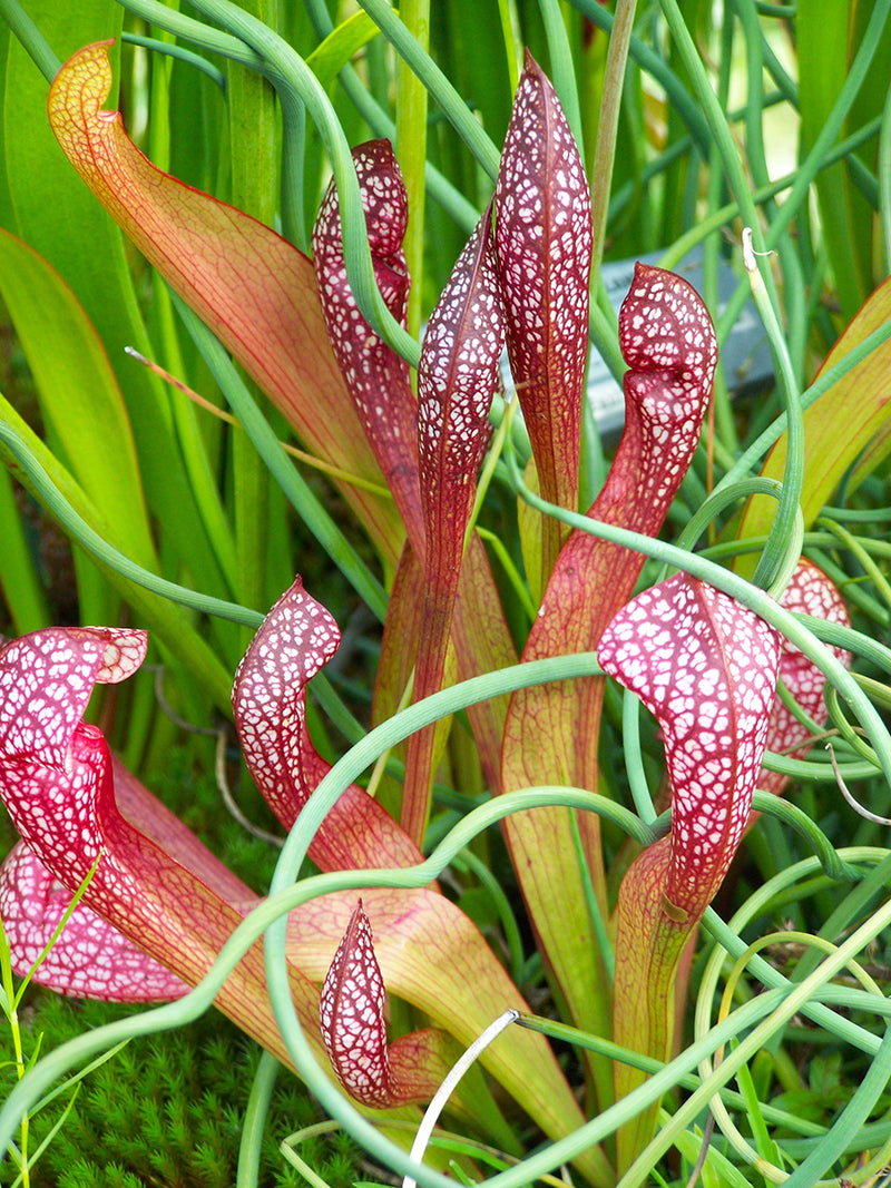 Sarracenia psittacina Plant aka Pitcher Plant