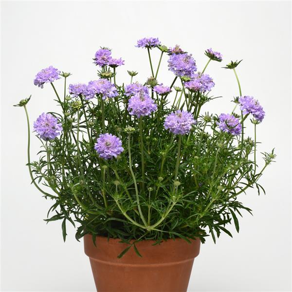 Scabiosa 'Flutter Deep Blue' - Pincushion Plant