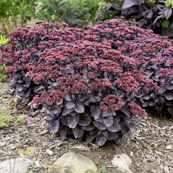 Sedum ‘Midnight Velvet’ Plant