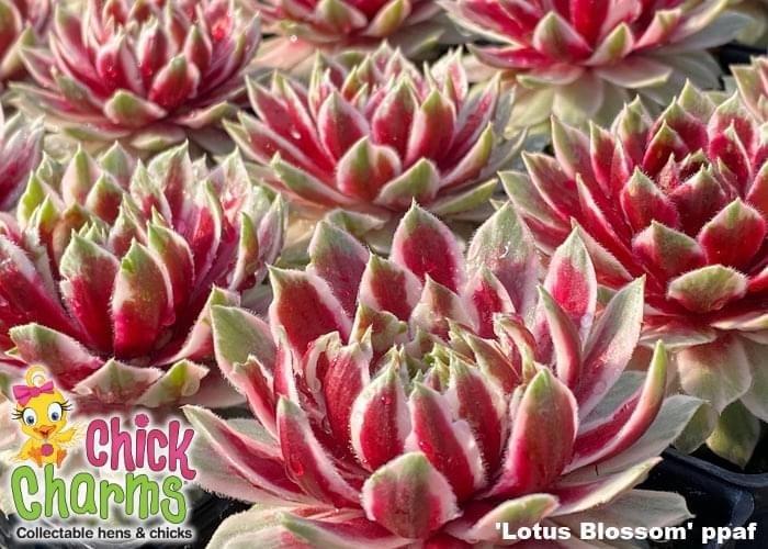 Sempervivum ‘Chick Charms Lotus Blossom’