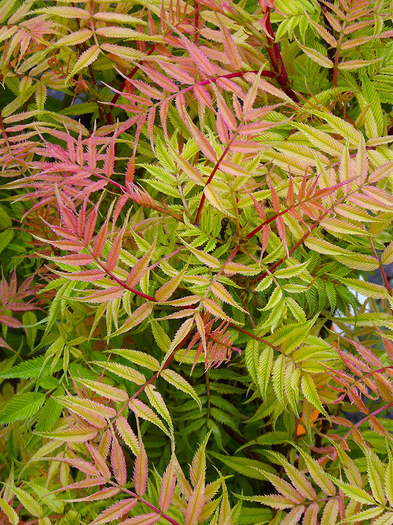 Sorbaria sorbifolia ‘Sem’ Plant