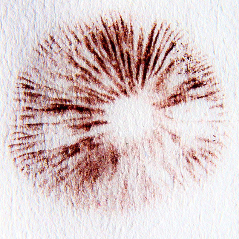 Fungi Spore Print