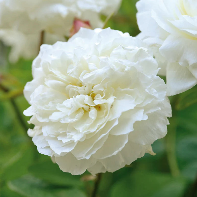 Rosa ‘Susan Williams-Ellis’