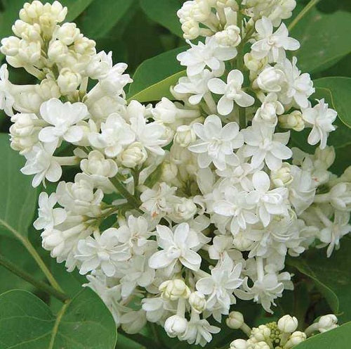 Syringa vulgaris ‘Fiala Remembrance’