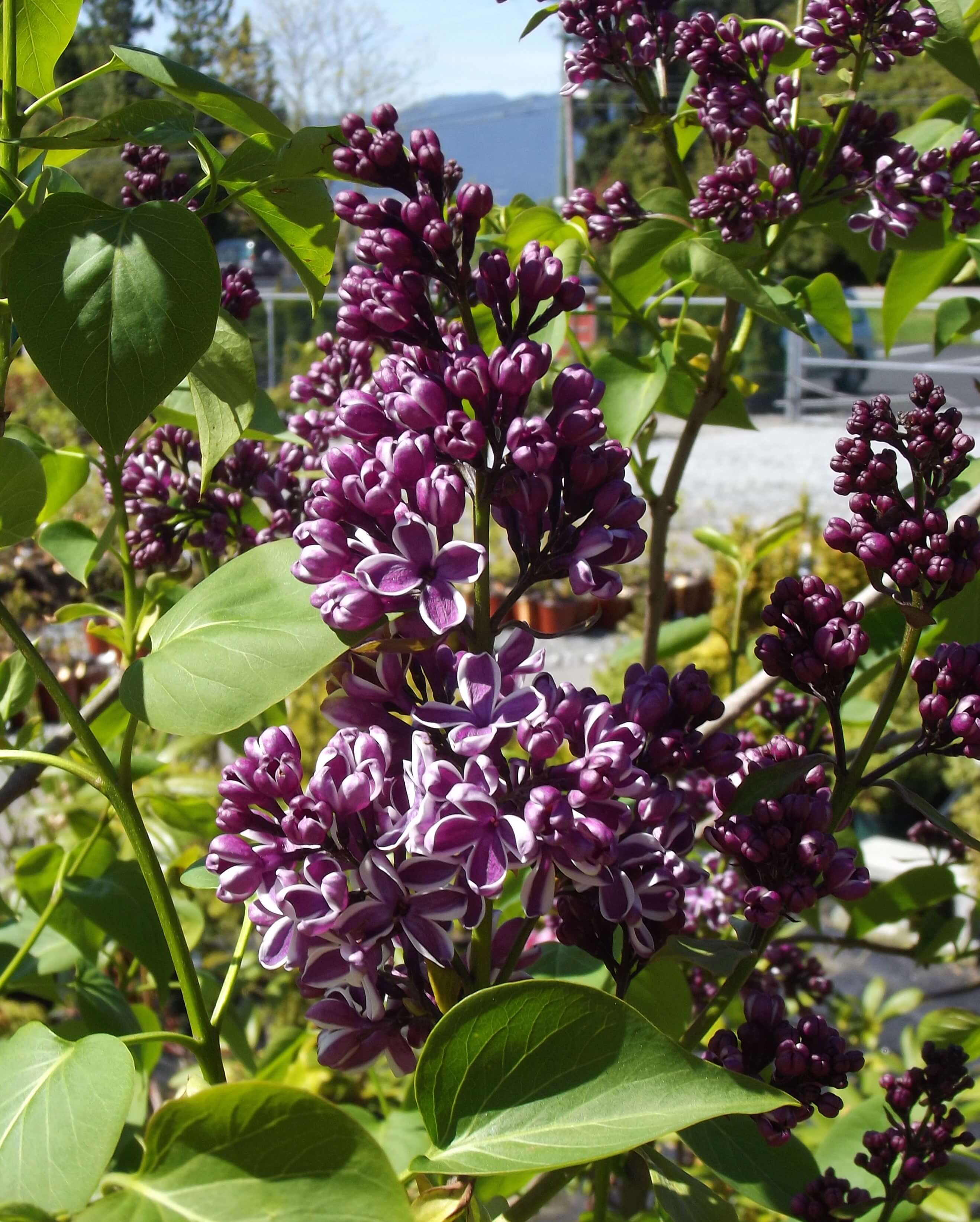 French Lilacs (S. vulgaris) 'Sensation'