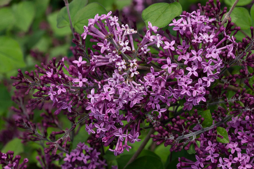 Syringa ‘Bloomerang Dark Purple’