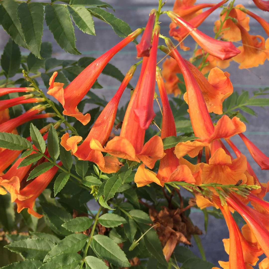 Tecoma ‘Chicklet Orange’