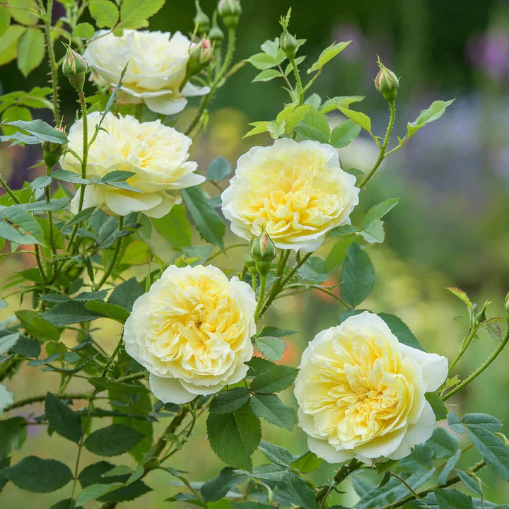 David Austin Rose 'The Country Parson'