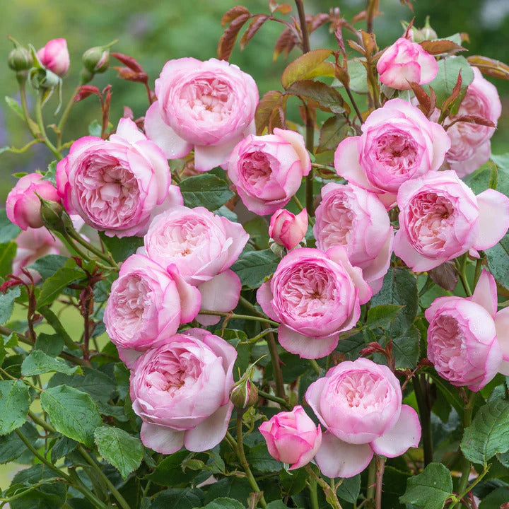 David Austin Rose 'The Mill on the Floss'