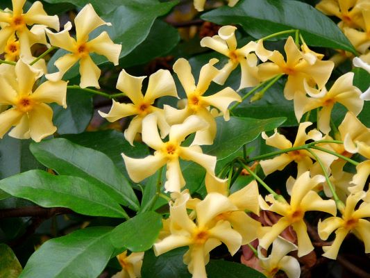 Trachelospermum ‘Star of Tuscany’