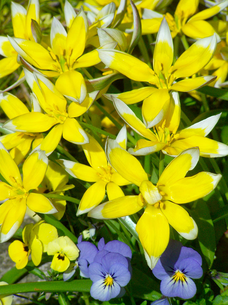 Tulipa tarda Plant