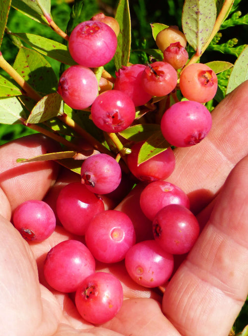 Edible Berries from A to Z – Amsterdam Garden Centre