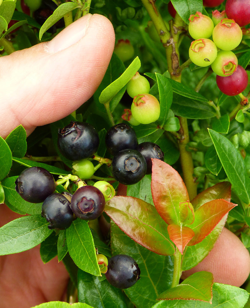 Vaccinium 'Blueberry Glaze'