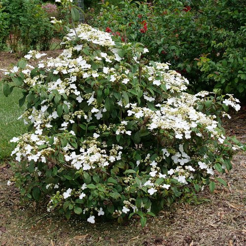 Viburnum plicatum ‘Steady Eddy’