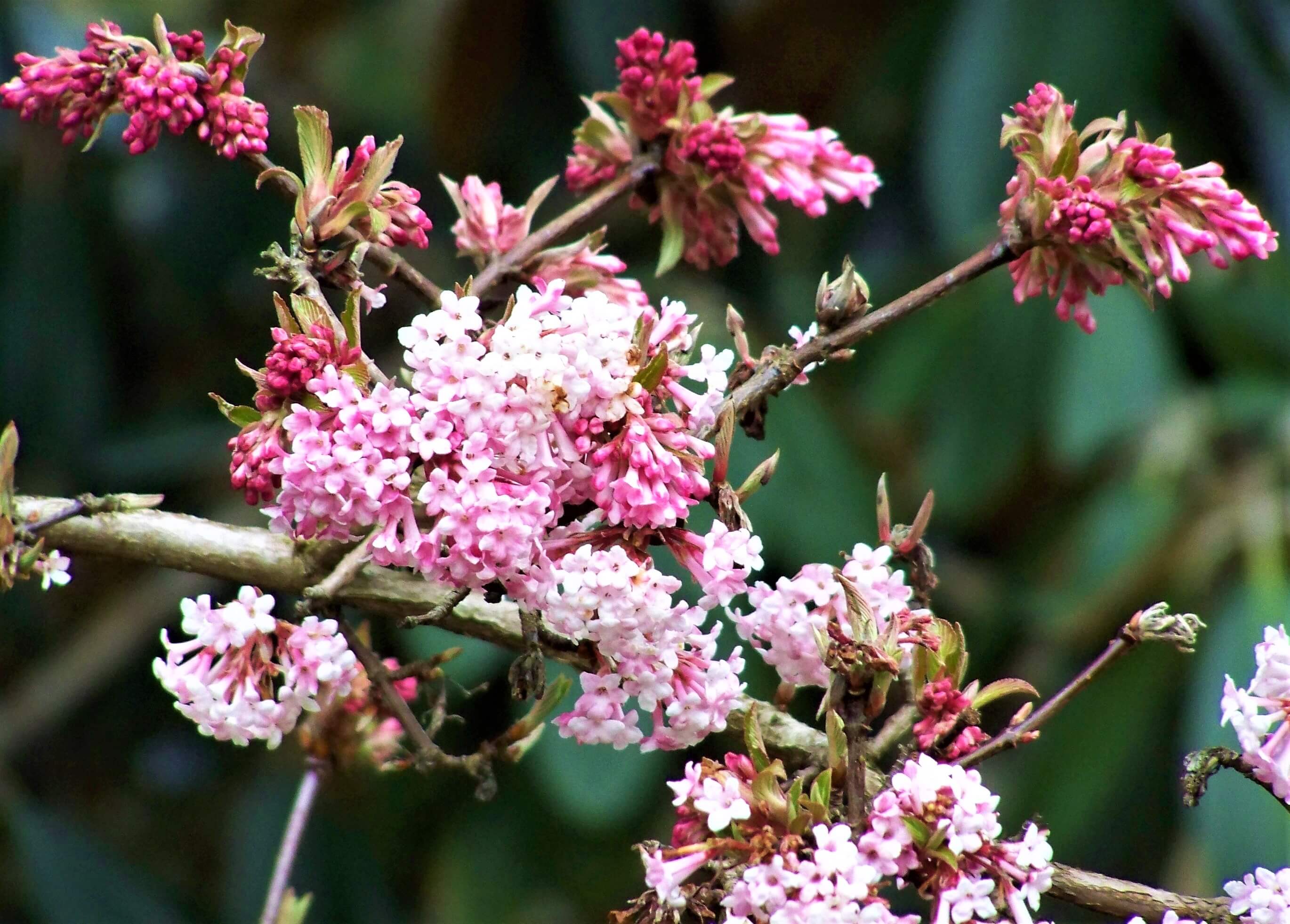 Viburnum x bodnantense ‘Pink Dawn’