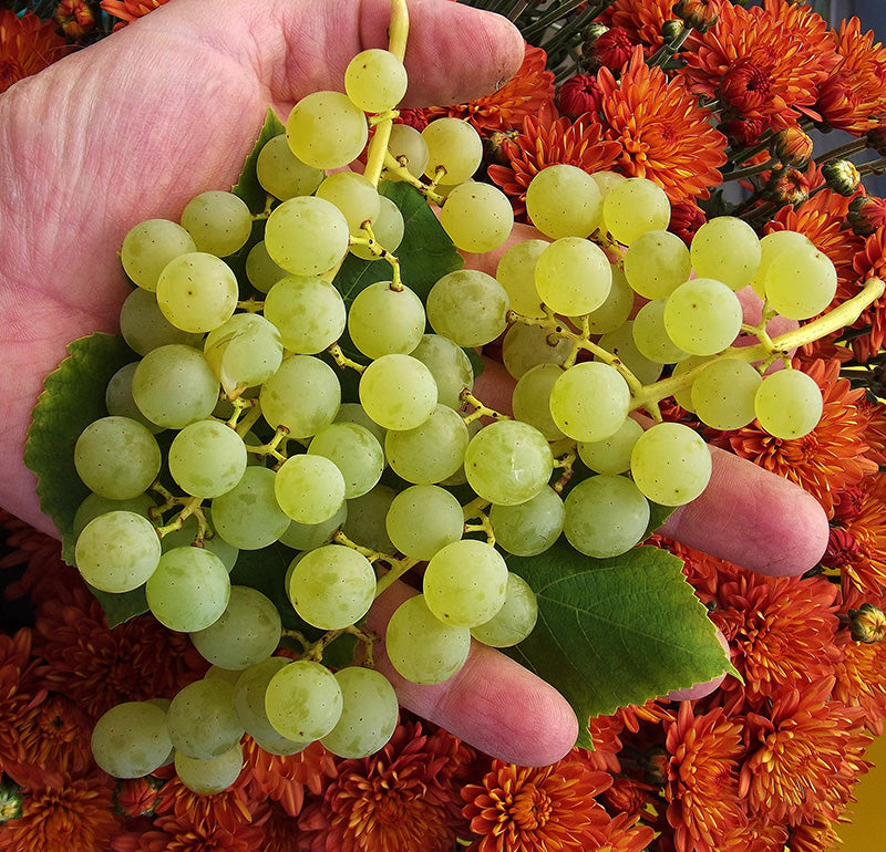 Grapes (Vitis 'Himrod')