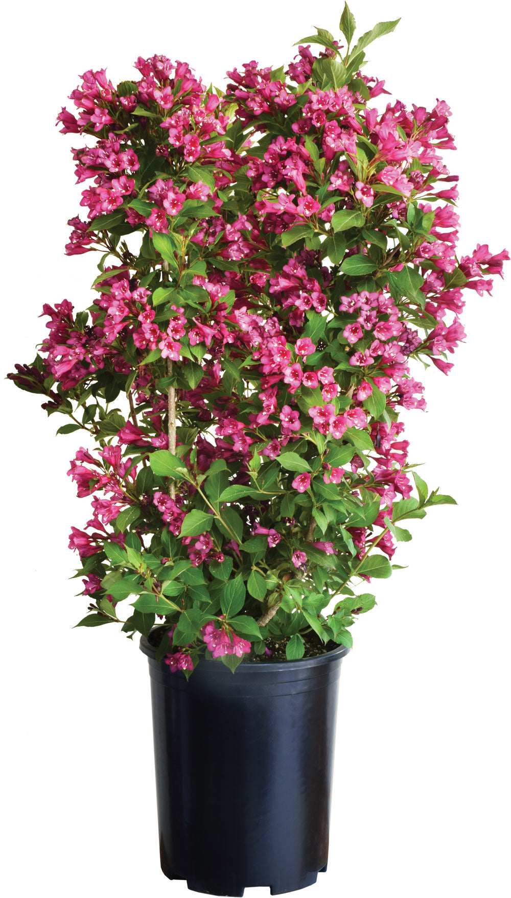 Weigela ‘Towers of Flowers Cherry’