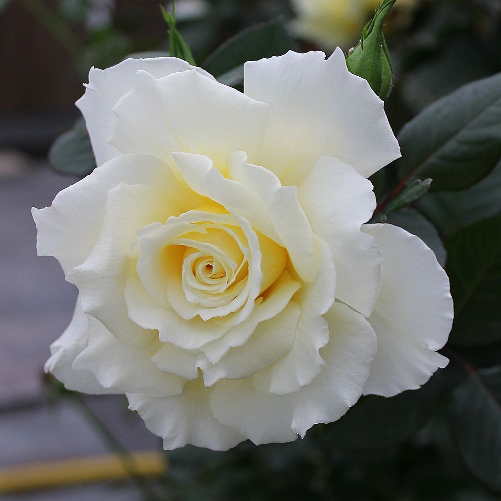 Rosa 'White Licorice'