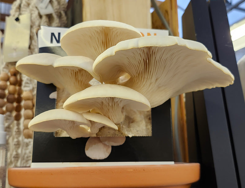 White Oyster Mushrooms