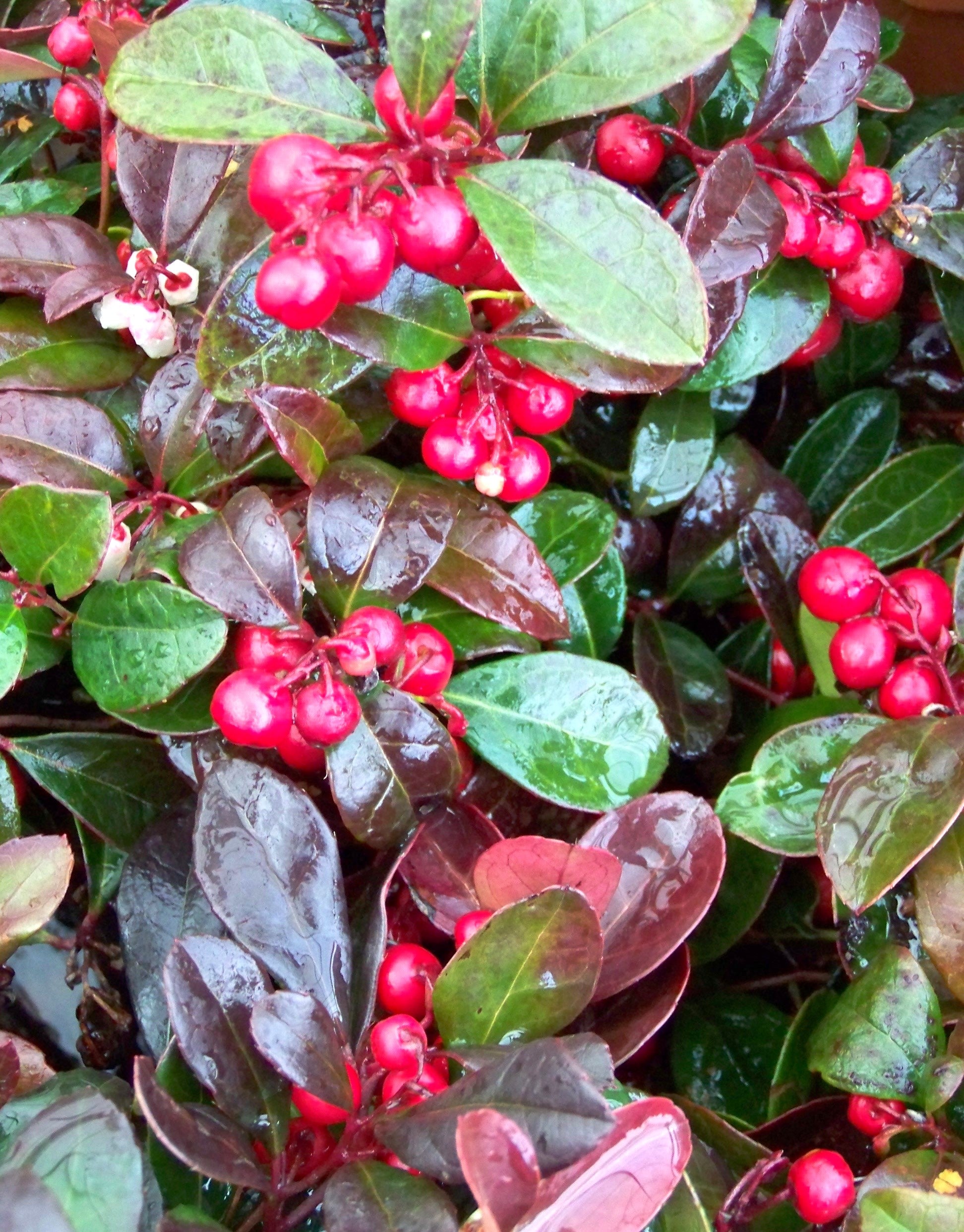 Wintergreen Plant