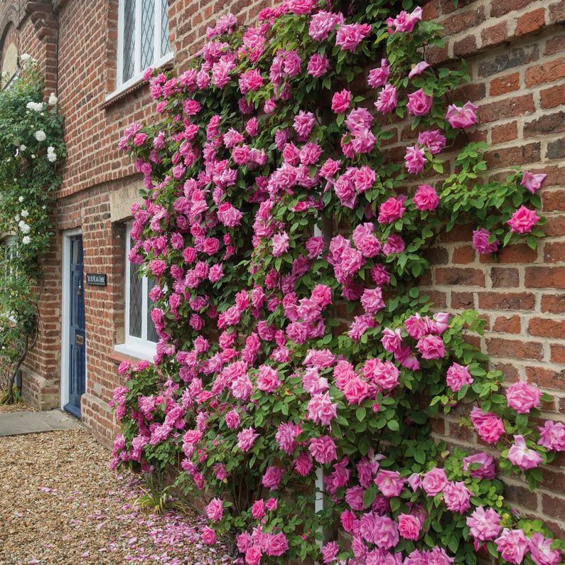 Rosa 'Zephirine Drouhin' - David Austin Roses