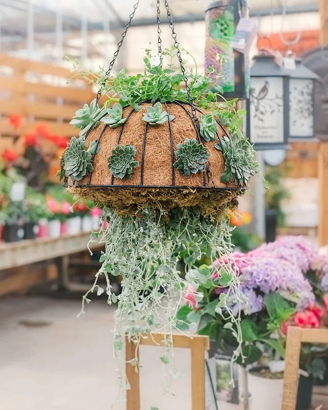 Upside down hanging basket Jellyfish with succulent accents and Dichondria tentacles!