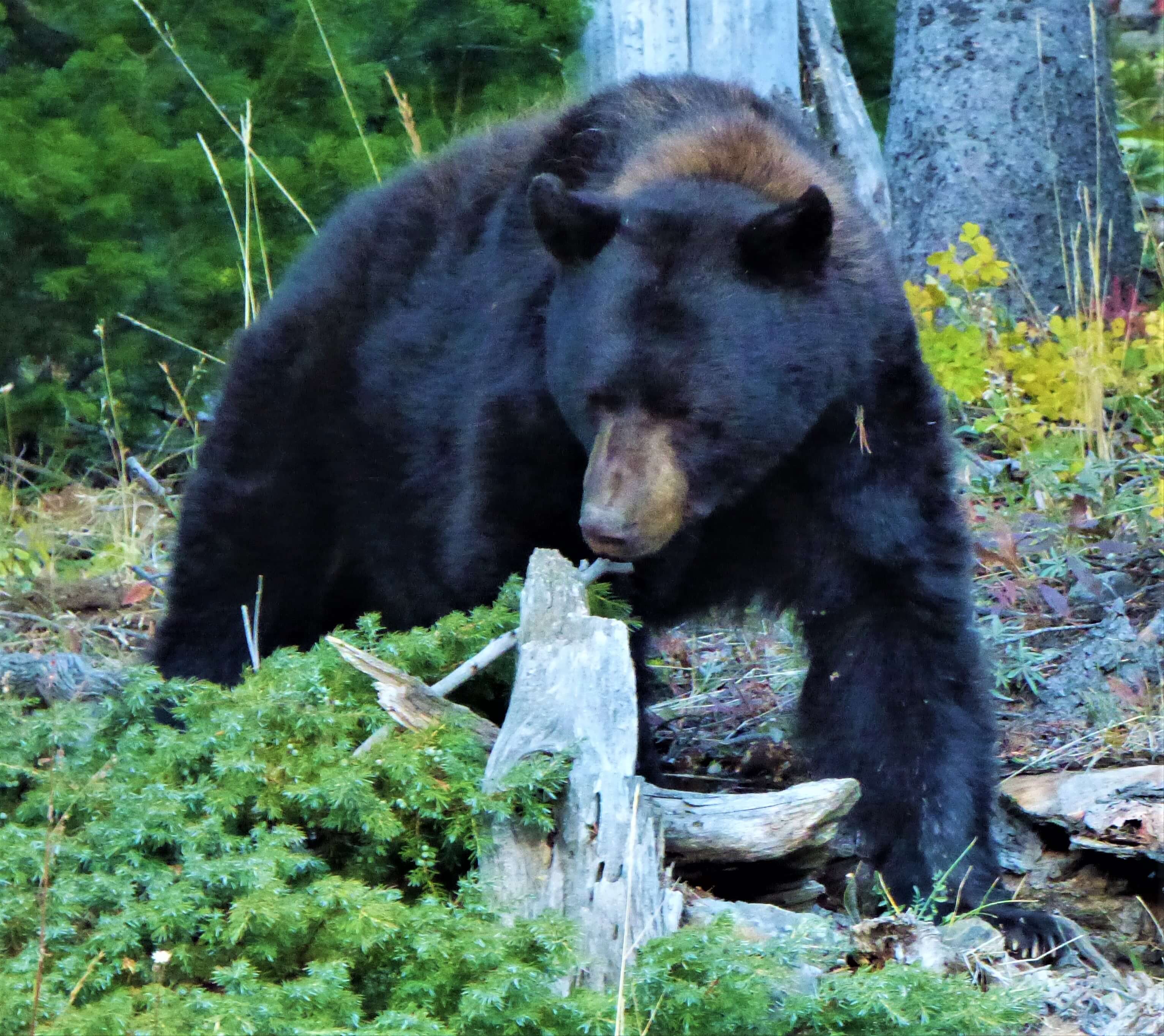 Black bear in the forest