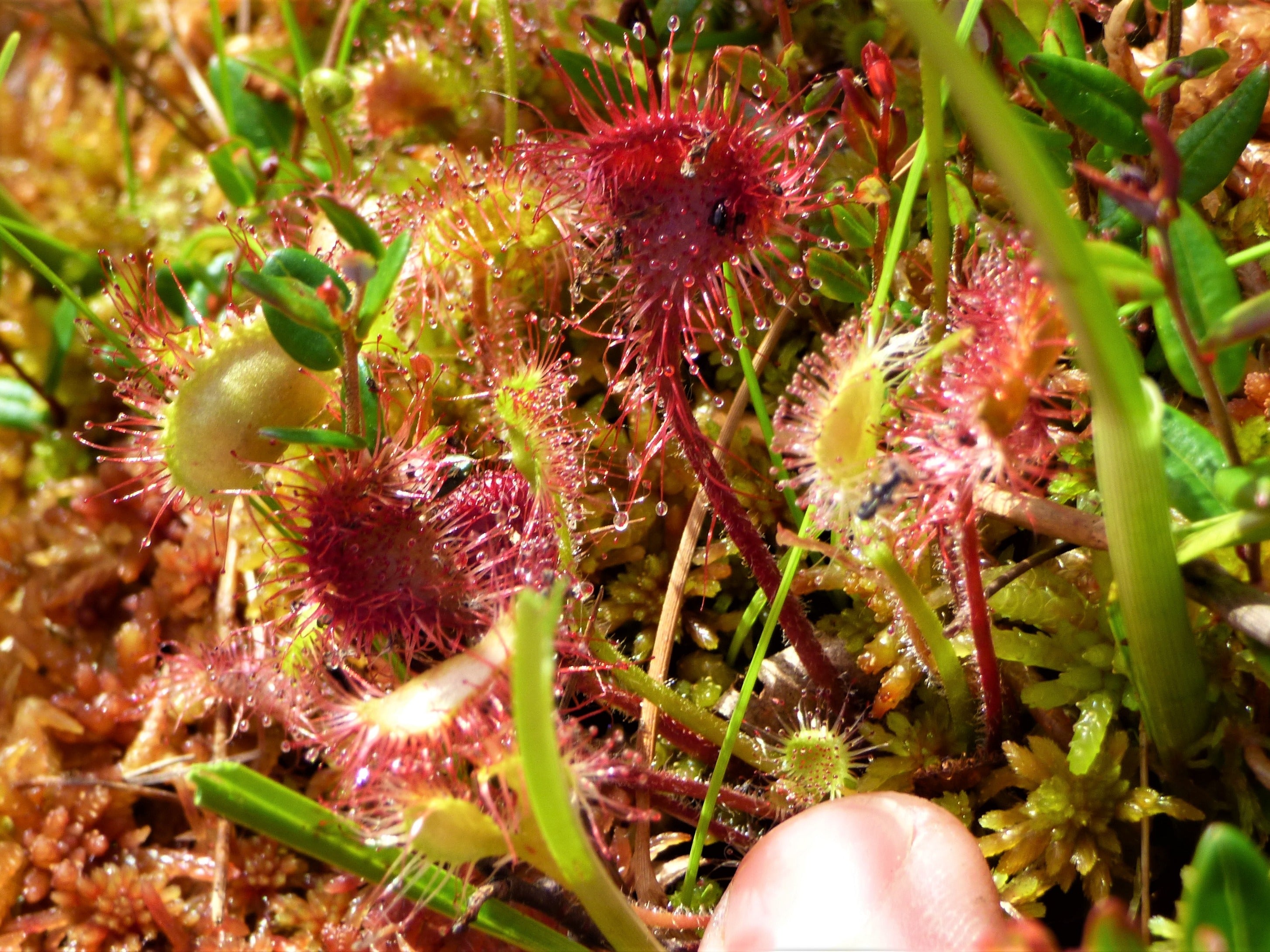 Drosera rotundifolia