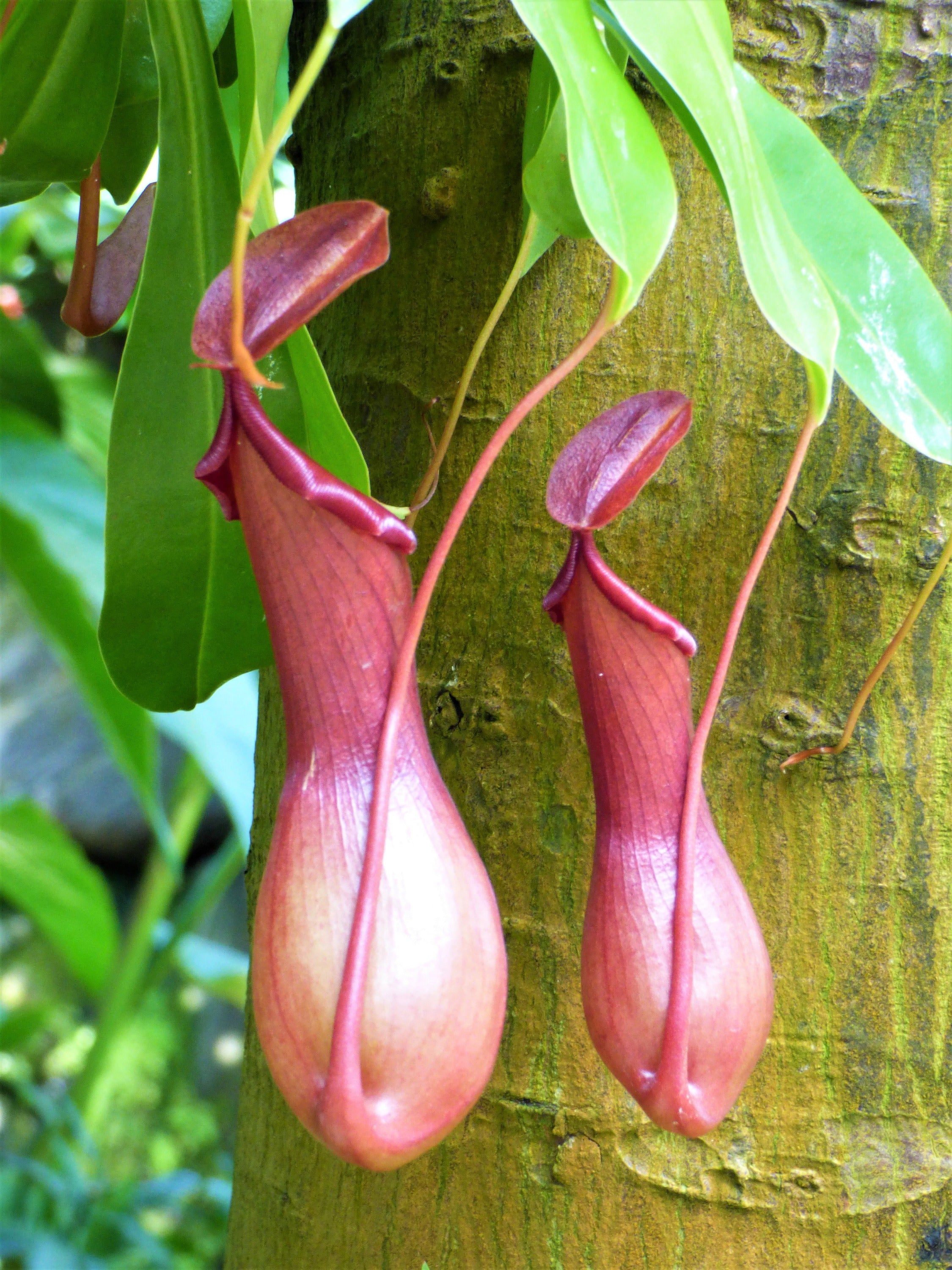 Tropical Pitcher Plant