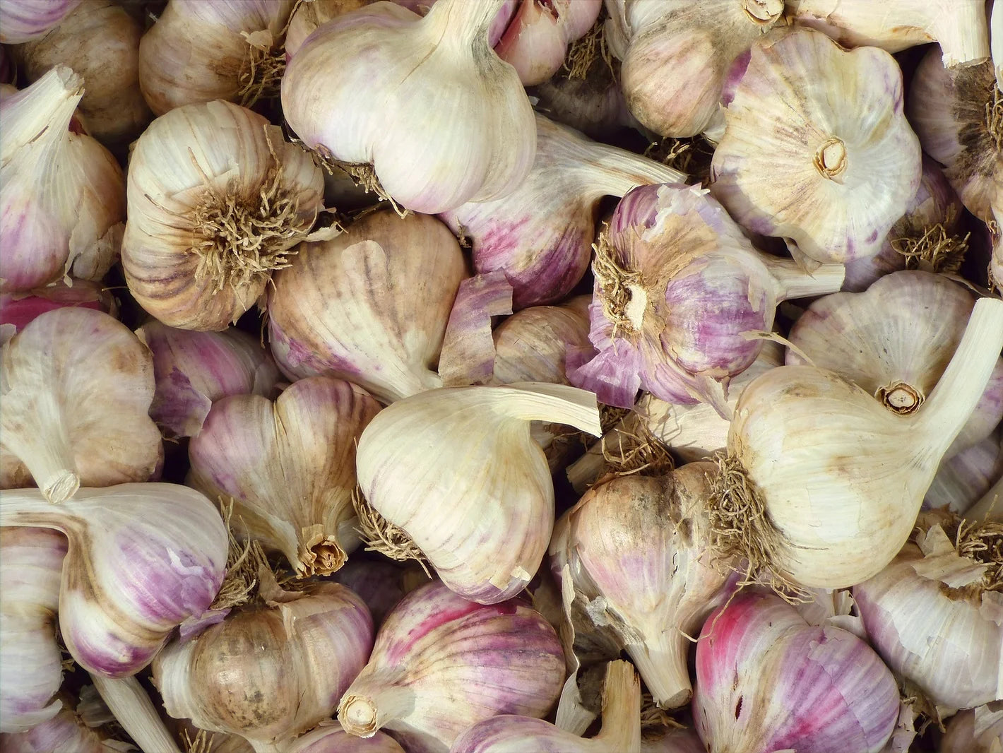 Bulk Garlic