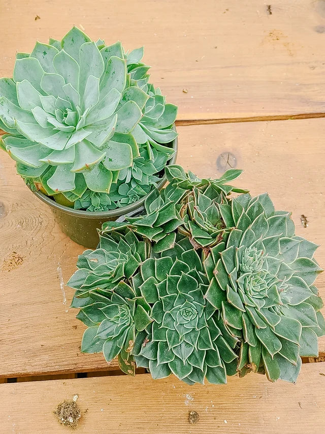 Succulents with pups