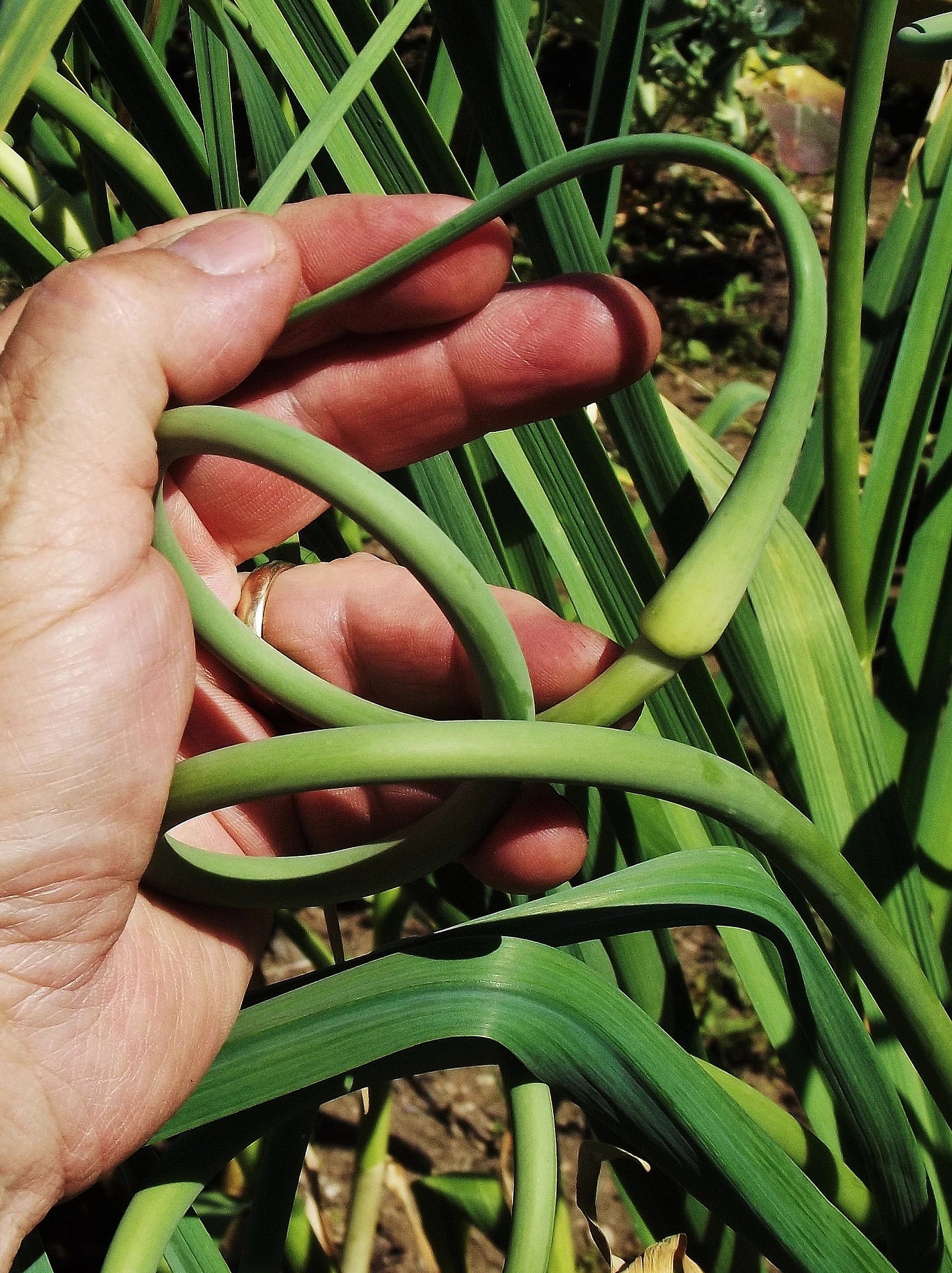 Elephant garlic scape