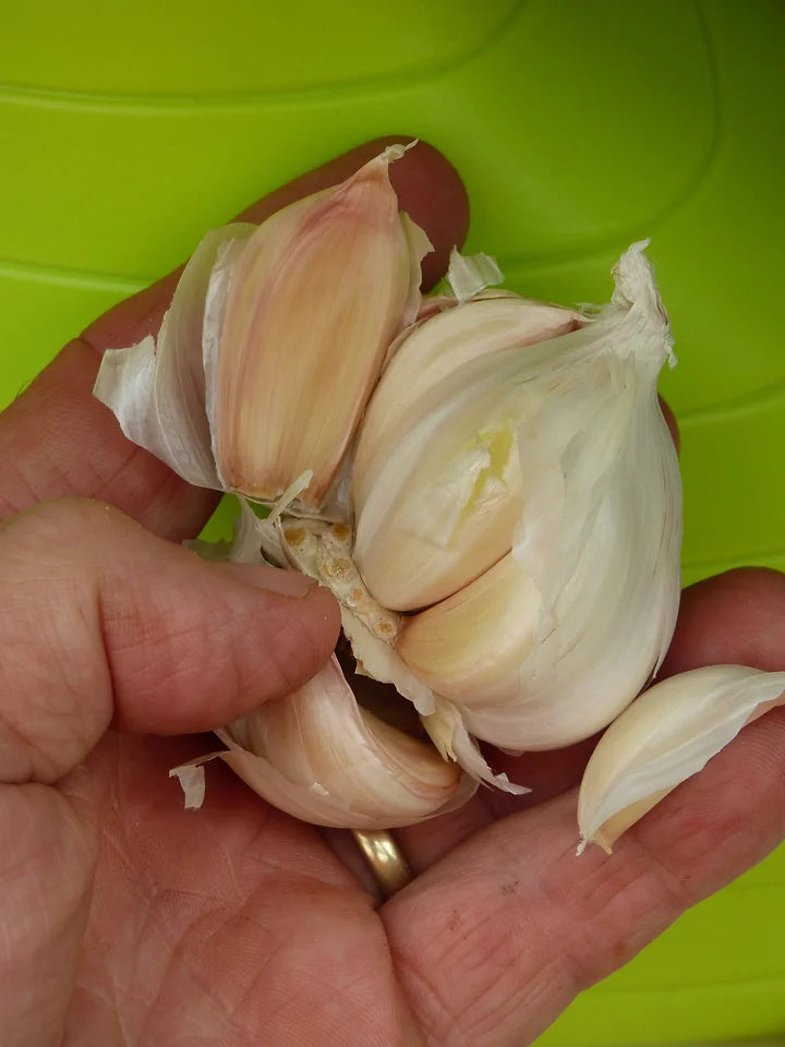 Separate your garlic bulbs right at planting time.