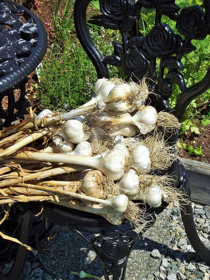A nice harvest of Porcelain Garlic.