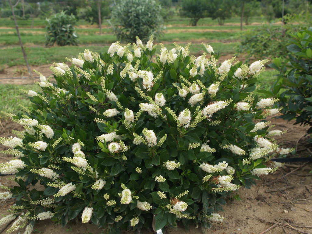 Clethra alnifolia 'Sugartina Crystalina'