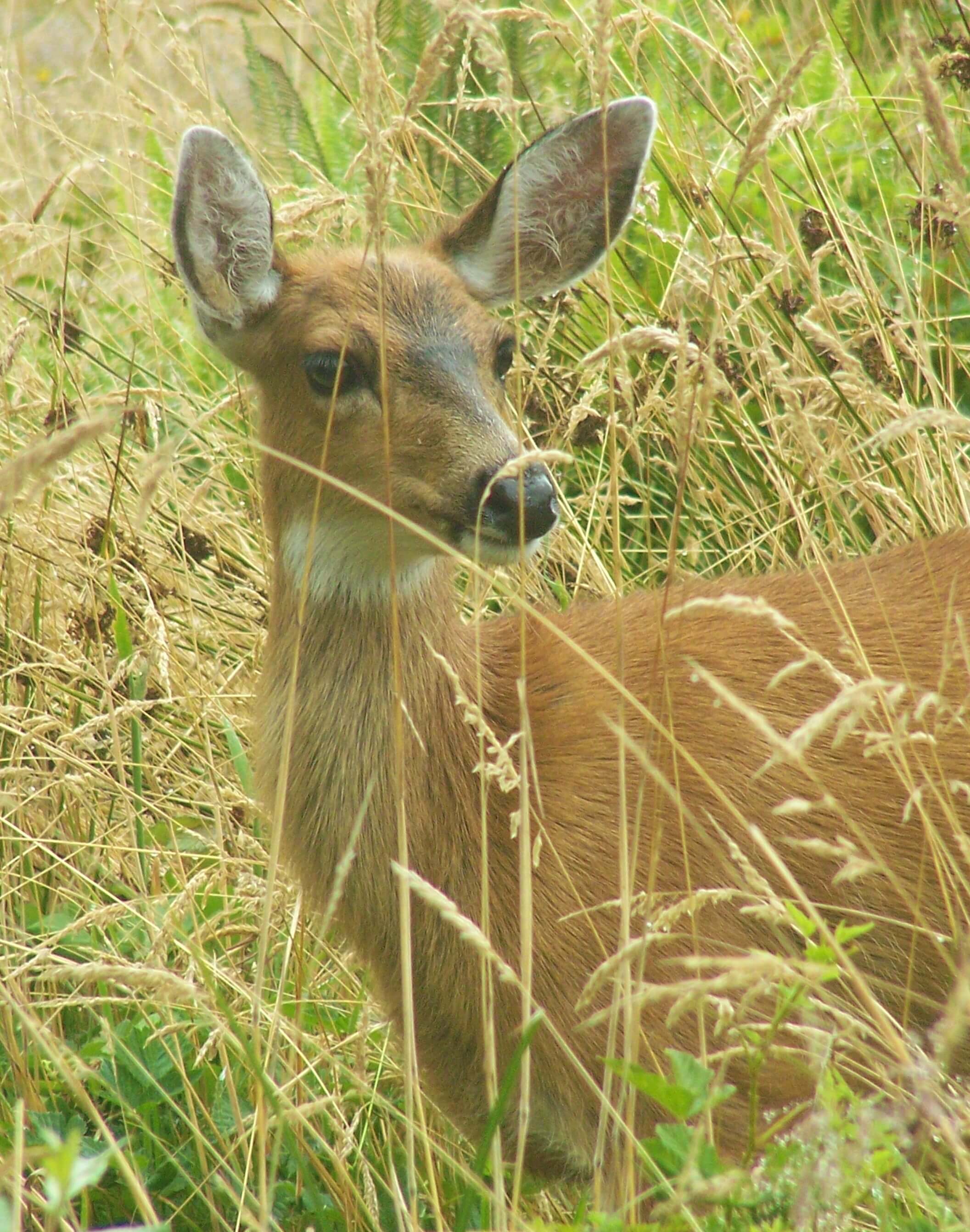 Deer in the grass