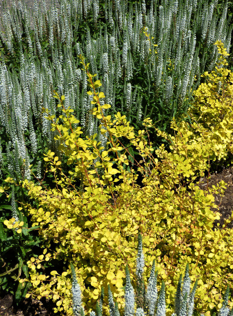 (Veronica ‘White Wands’ / Berberis thunbergii ‘Aurea Nana’)