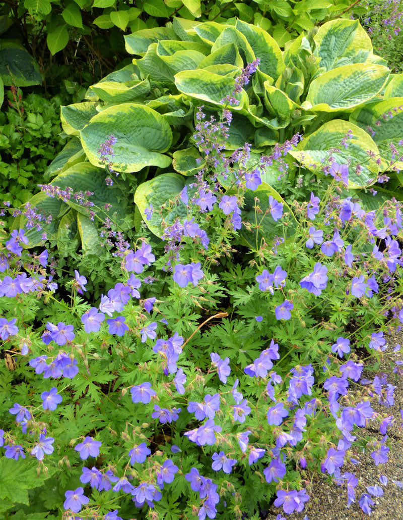 (Geranium ‘Johnson’s Blue’ / Hosta ‘Frances Williams’)