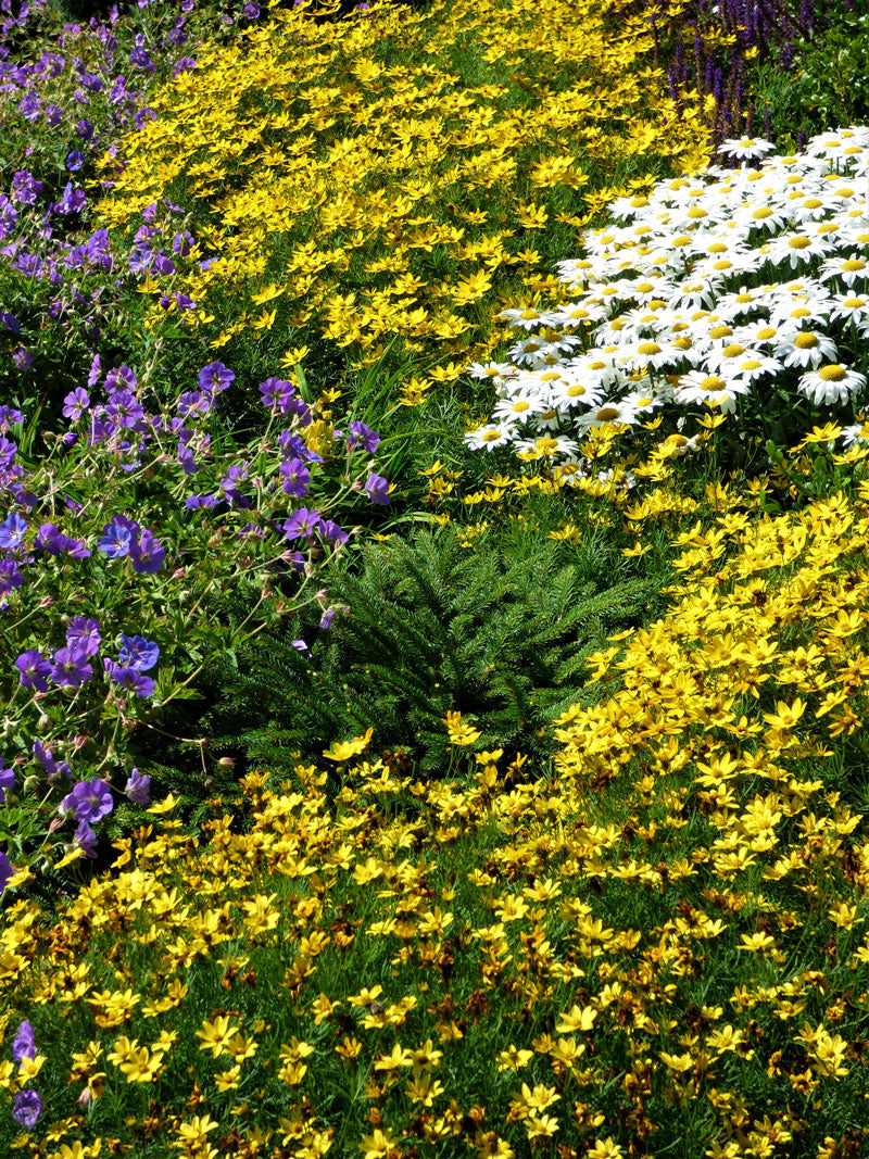 (Coreopsis verticillata ‘Zagreb’ / Leucanthemum x superbum ‘Snow Lady’)