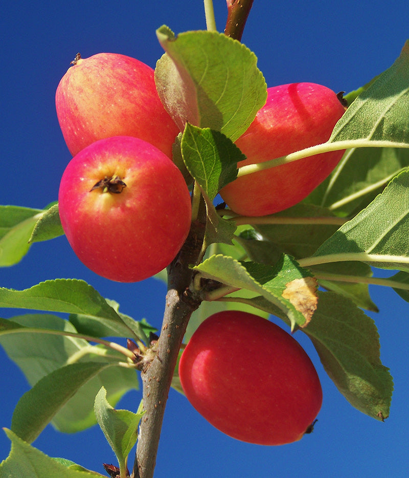 Malus 'Dolgo' - Crabapple