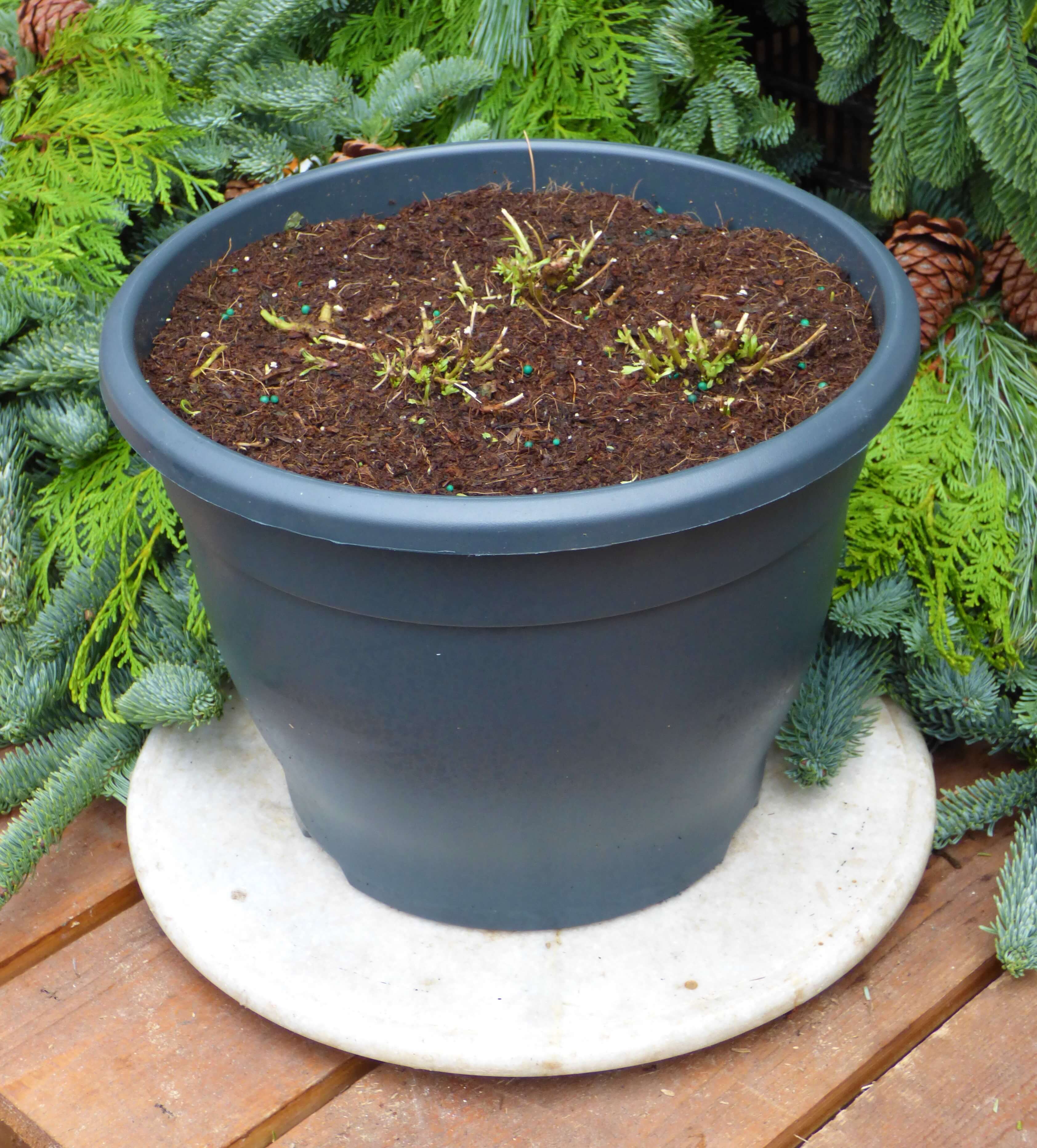 Pot with just soil inside